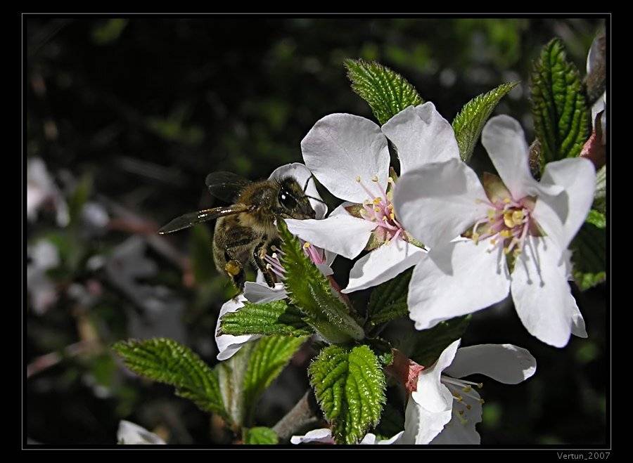 глаза, ресницы, красавица, пчела, цветы, вишня, Игорь Глушко
