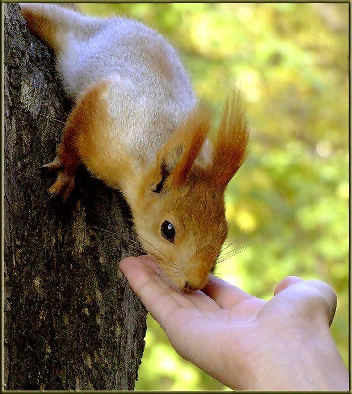 животные, белка, природа, общение с природой Еще хочу орешки фото превью