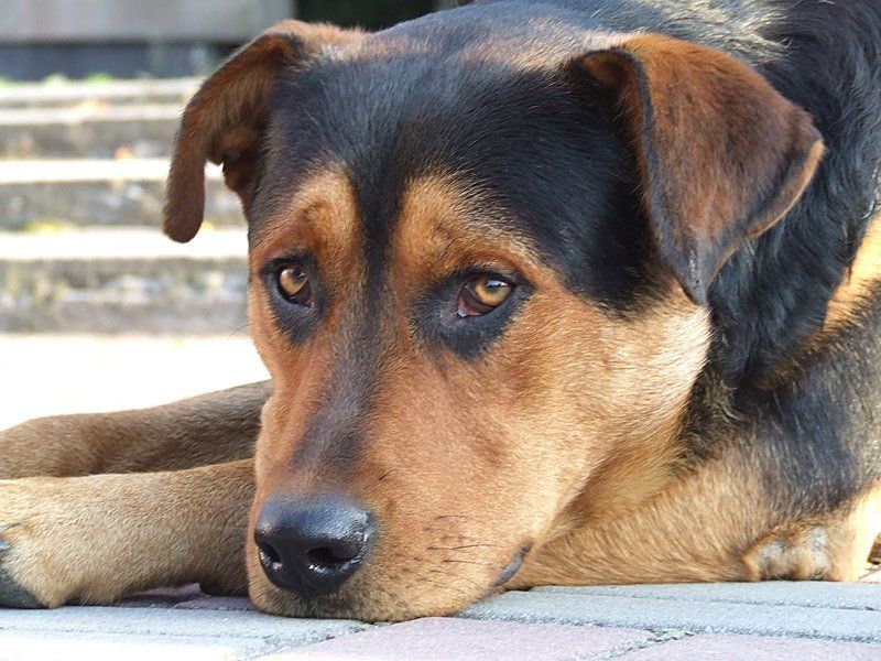 глаза, пес, собака Жызнь фото превью