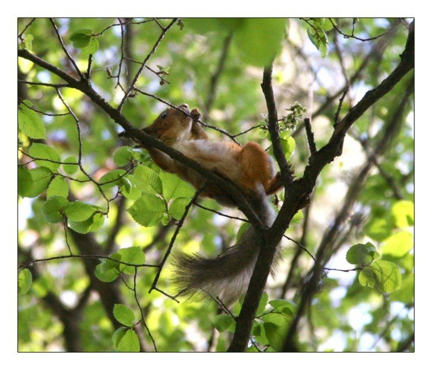 света ошметкова , природа, белка, белочка, орех, Света Ошметкова