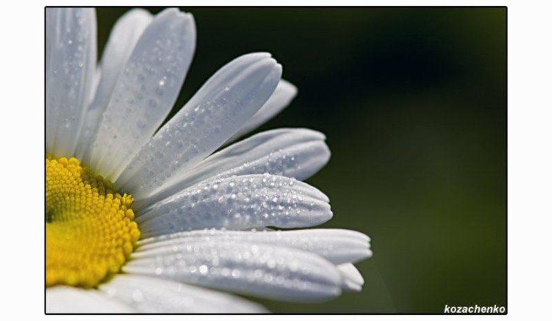 ромашка, роса  фото превью
