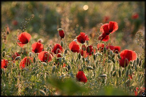 Маки на рассвете