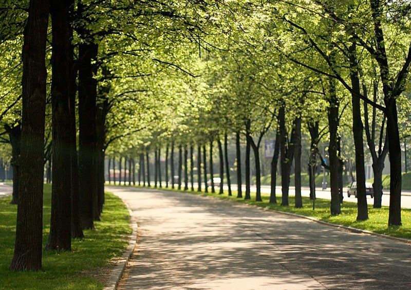 аллея, деревья, дорога  фото превью