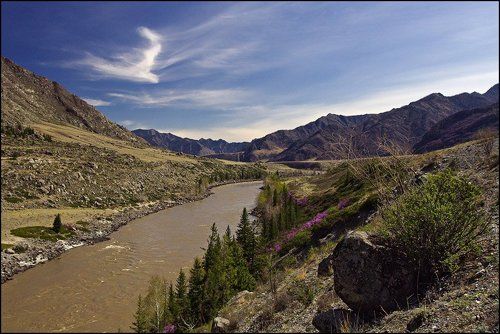 Птичка над Катунью