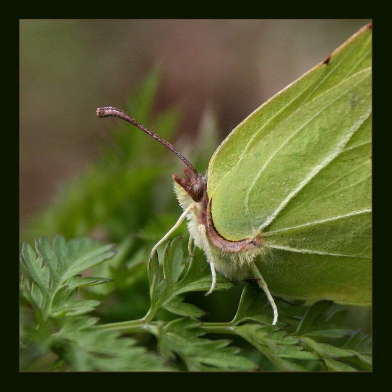 бабочка Балерина фото превью