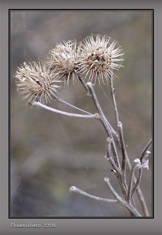 Жизнь колючка. фото превью