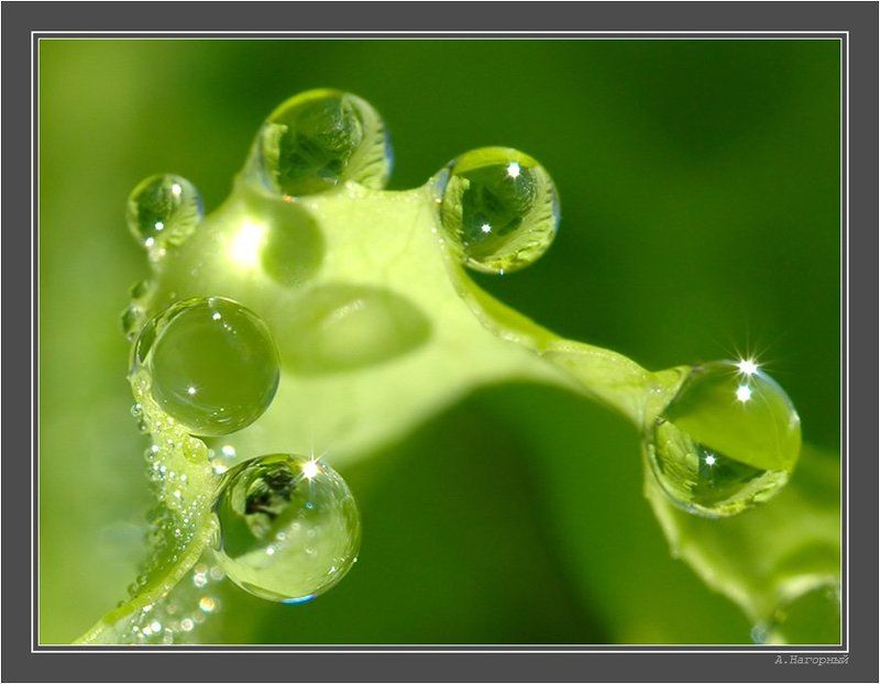 макро, утро, салат, роса, чудо, красота, природа, крокодил, гена, пузыри Крокодил Гена пускает пузыри фото превью