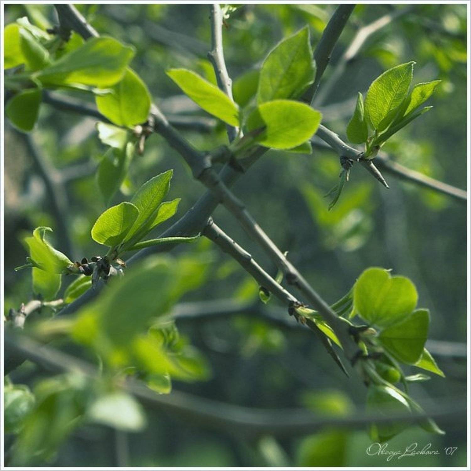 , Олеся Ласкова