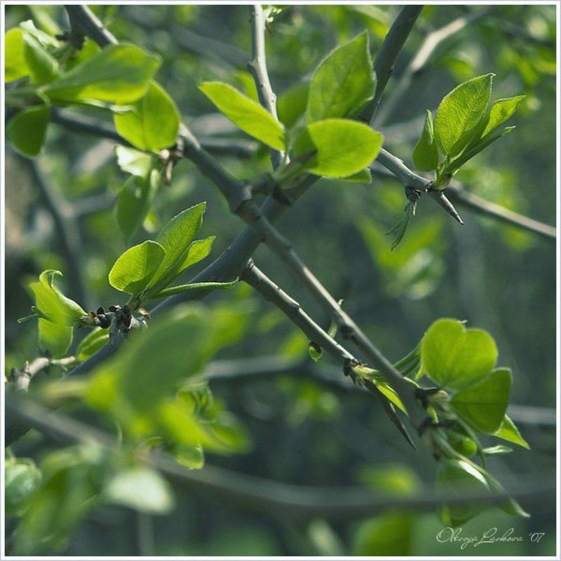 зарисовкой фото превью