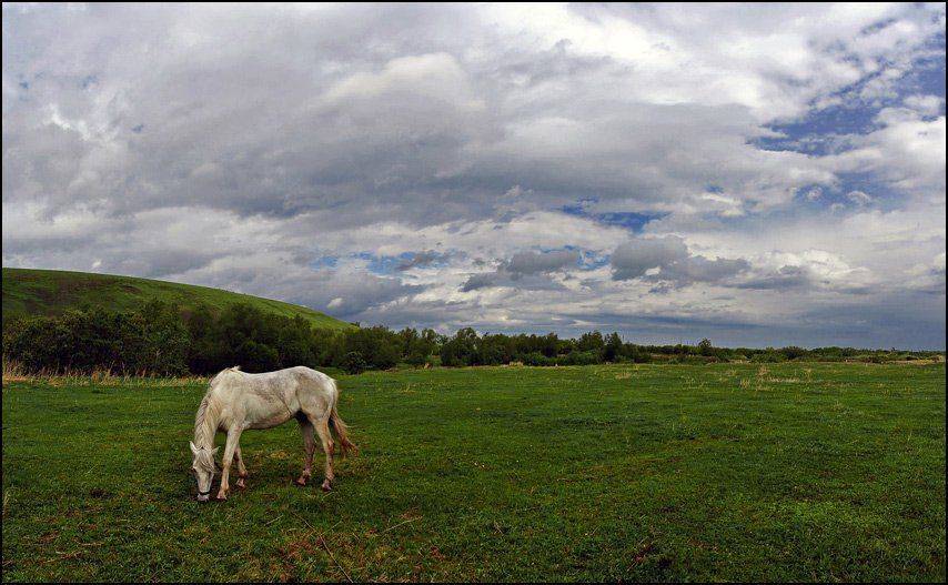 алтай, конь, лошадь, белокуриха, толстуха, солоновка, бобровая заимка, небо, аня графова, Аня Графова
