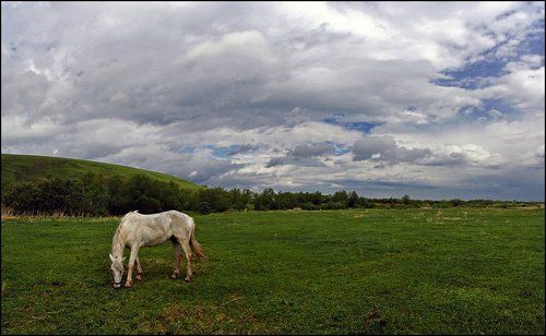 Ходют кони ...