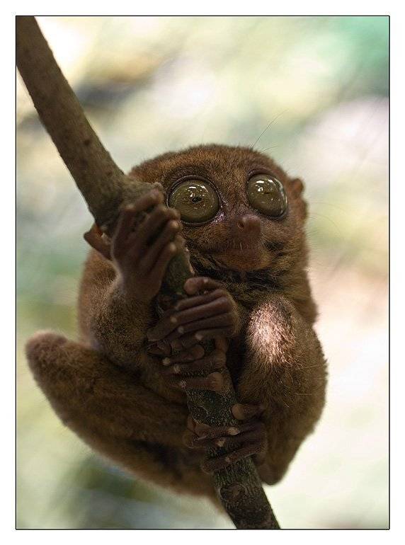 филиппины бохоль долгопят план б, Torchuck