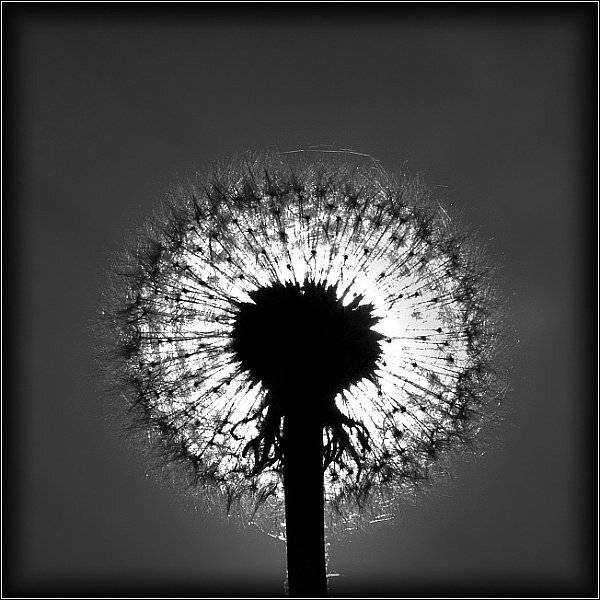 солнце, одуванчик, затмение, senjor