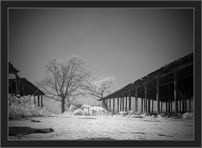 ик, инфракрасное, infrared, дерево, коровник Когда-то здесь жили коровы фото превью