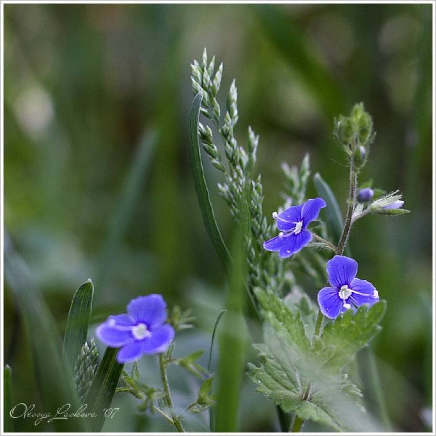 , Олеся Ласкова