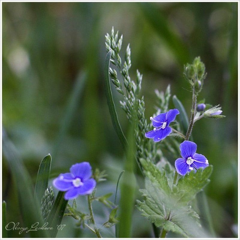 Саша, с Днем Рождения тебя! фото превью
