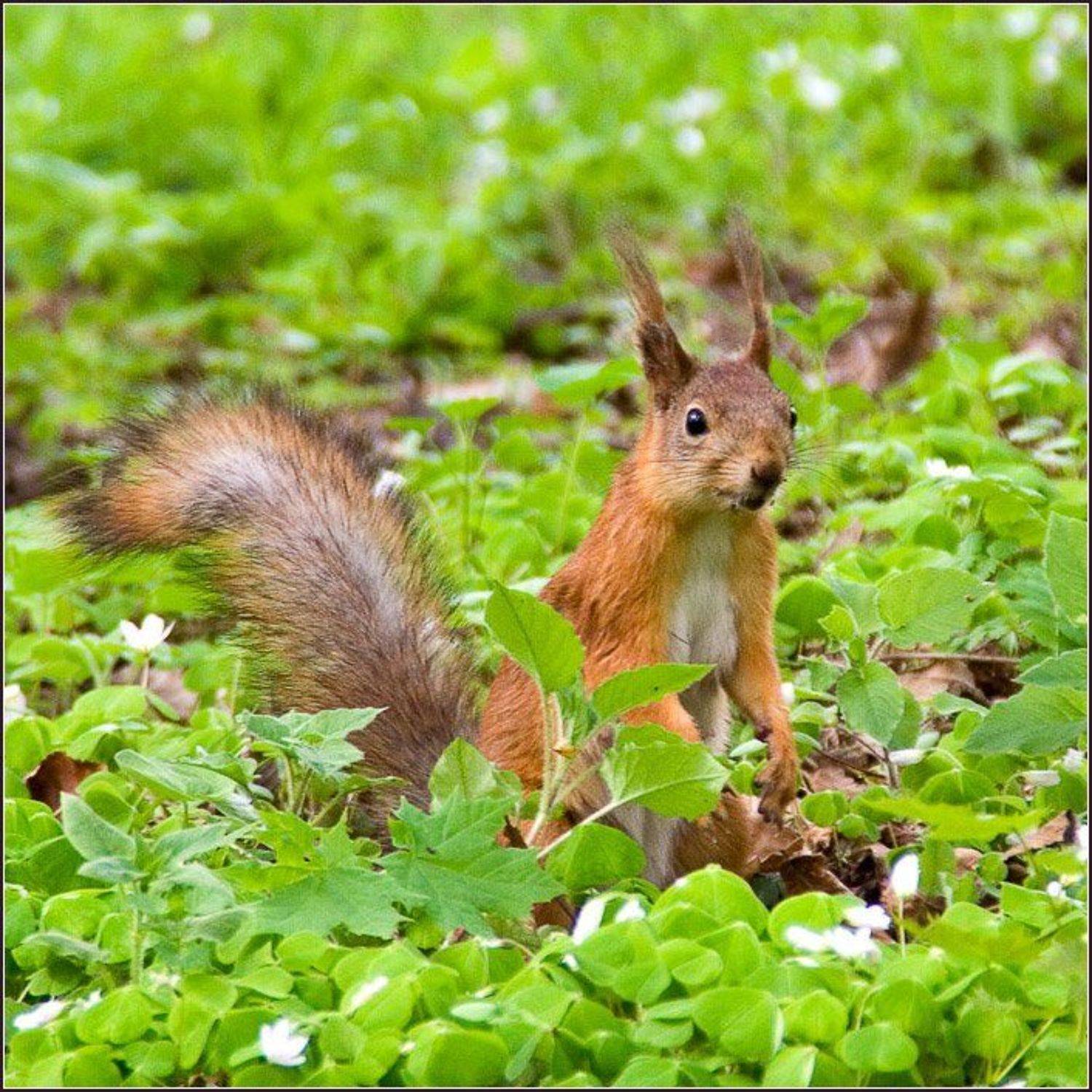 белка, петергоф, Братаев Юра