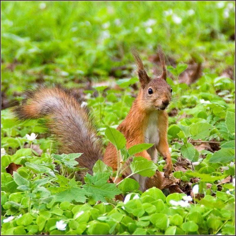 белка, петергоф кто здесь? фото превью