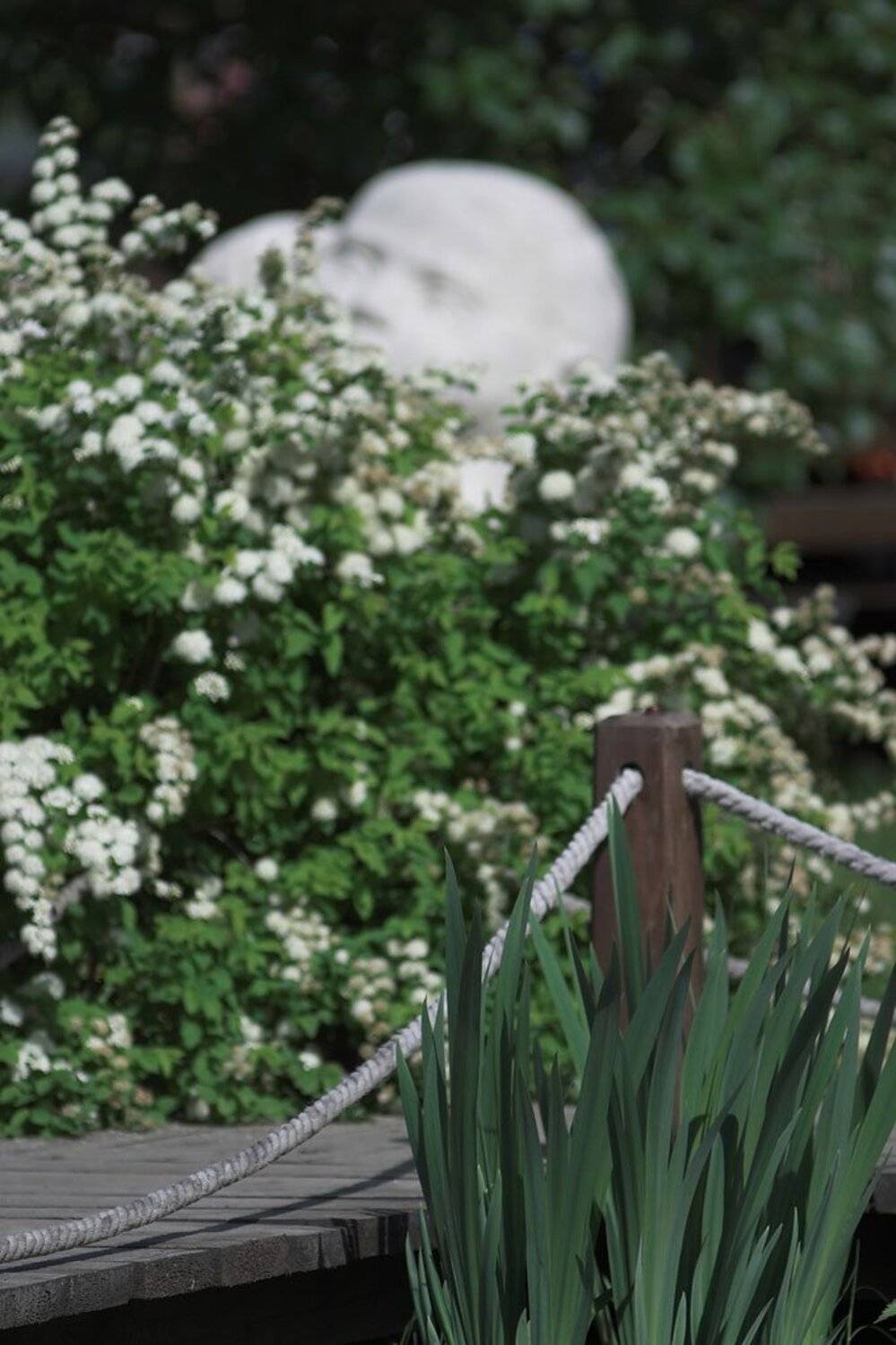 китай, цветы, мост, ThisaQua