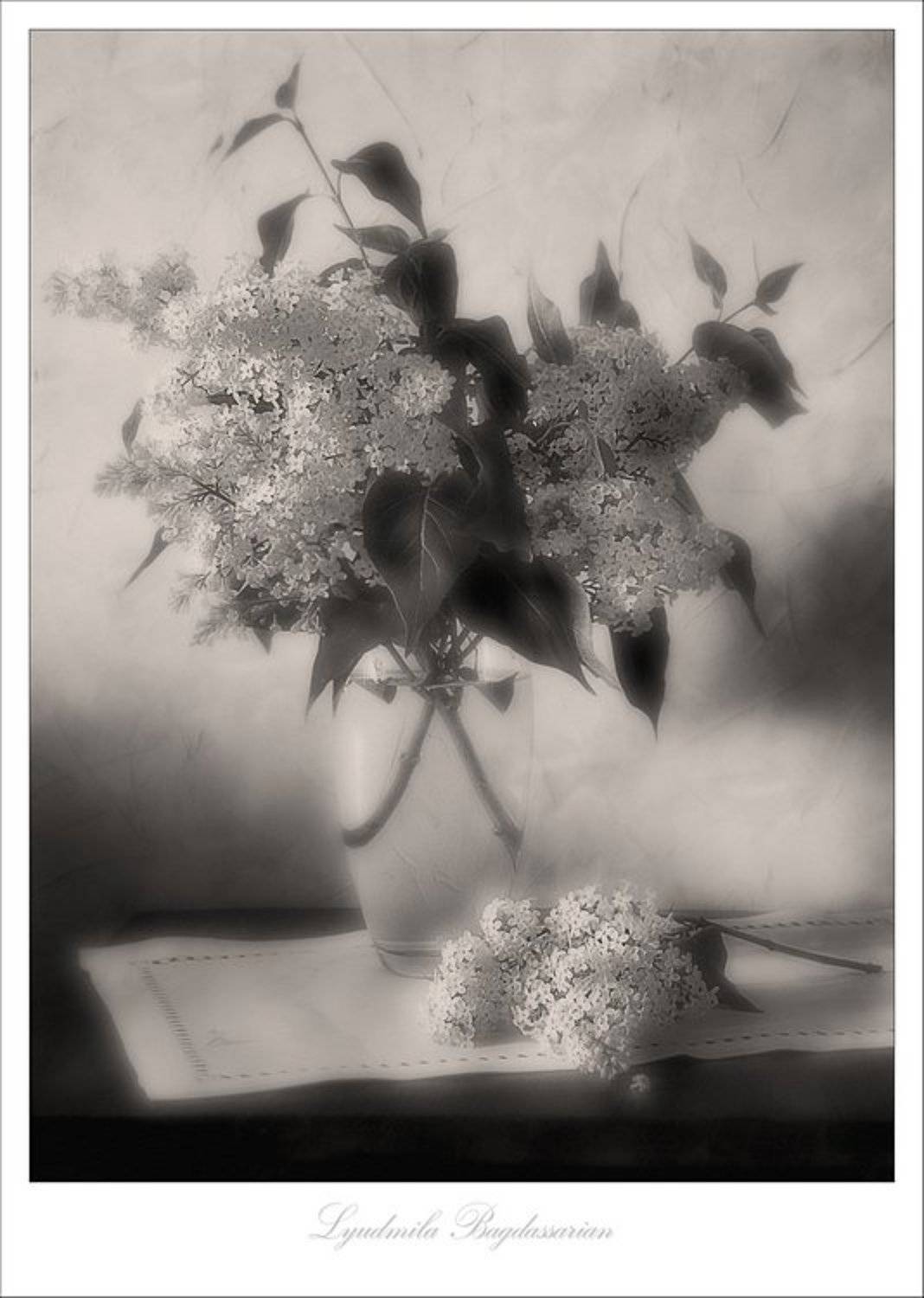сирень, Lyudmila Bagdassarian