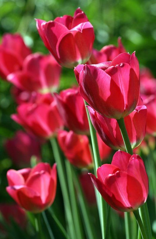 С праздником ! фото превью