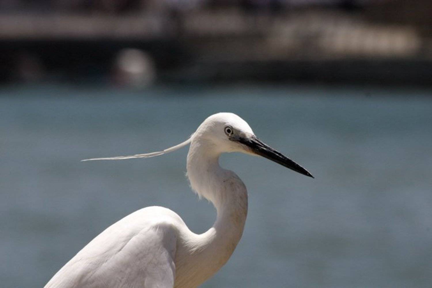 igalsc, genre, IgalSc