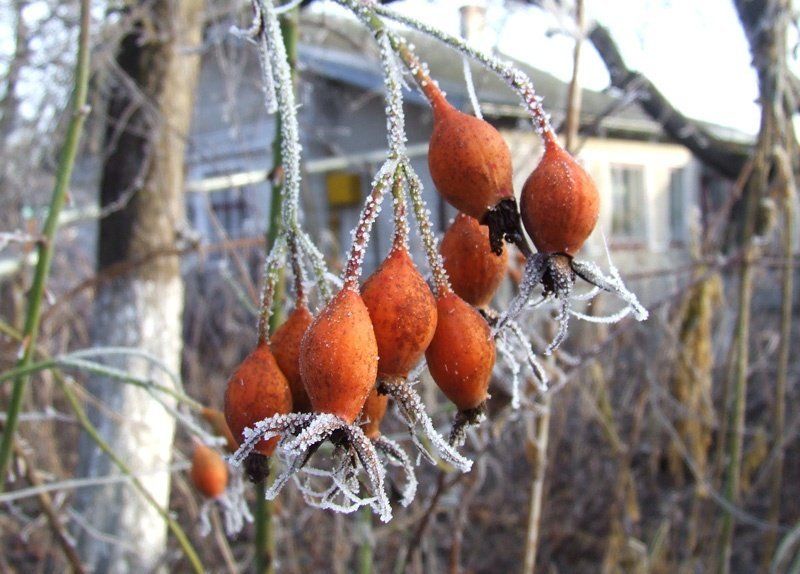 иней Иней фото превью