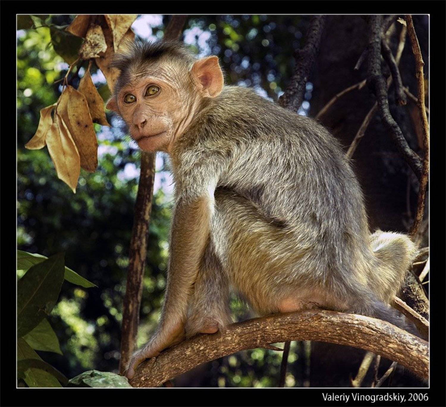 индия гоа обезьяна бандерлог джунгли валерий виноградский, Виноградский Валерий