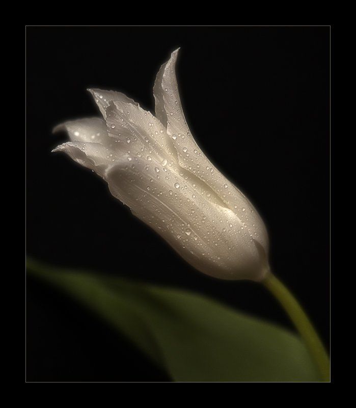 Цветочная серия (4) фото превью