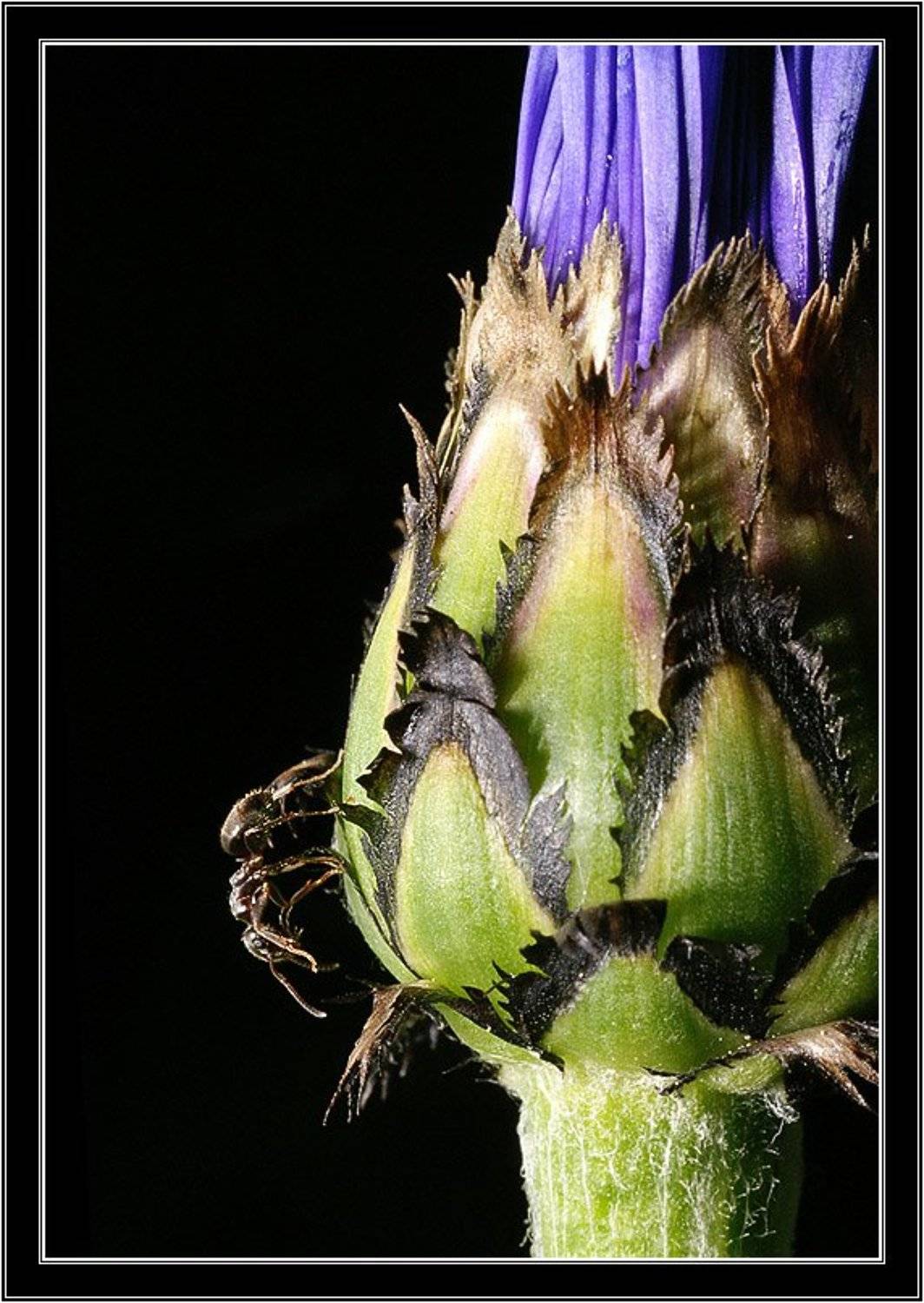 муравей, василек, цветок, бутон, макро, jouris