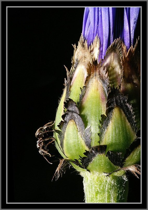 муравей, василек, цветок, бутон, макро Вдоооль по Пииитерскоой... фото превью