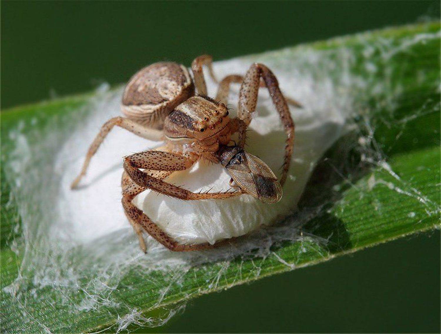 паук, бокоход, Надежда Муравьёва