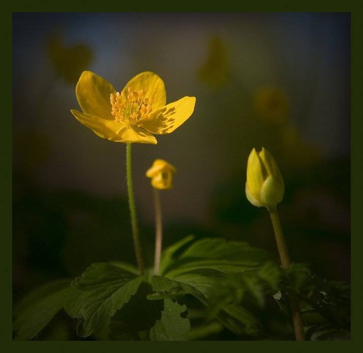 , Менькович Алексей