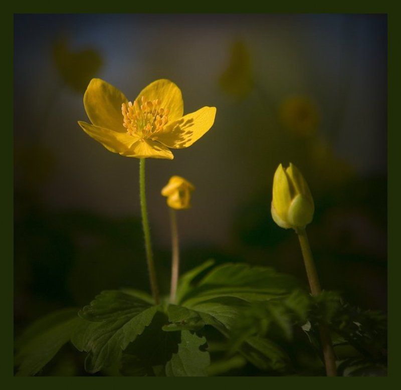 *** фото превью