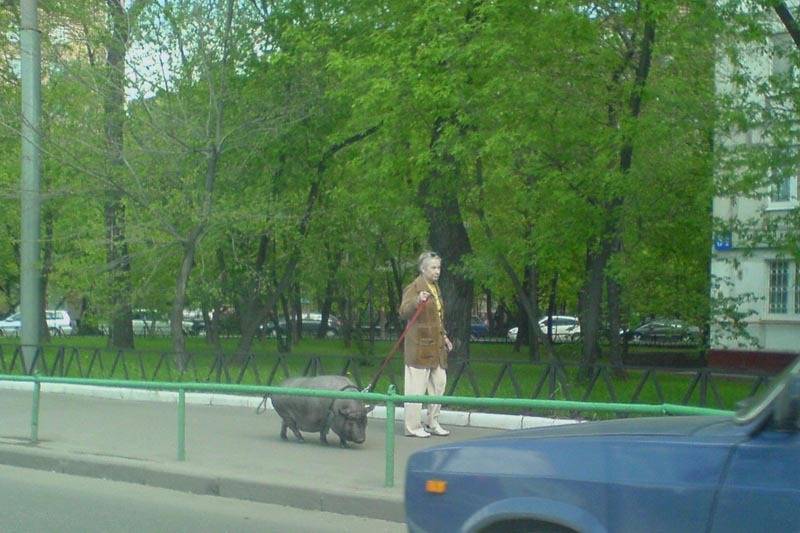 священное, животное, житель, нашего, города, ура, Vincent