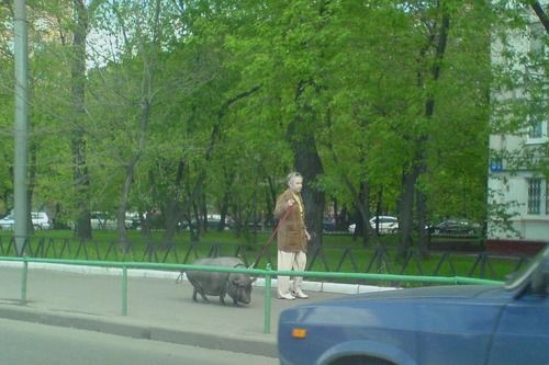 По улицам ............. водили, как будто на показ!