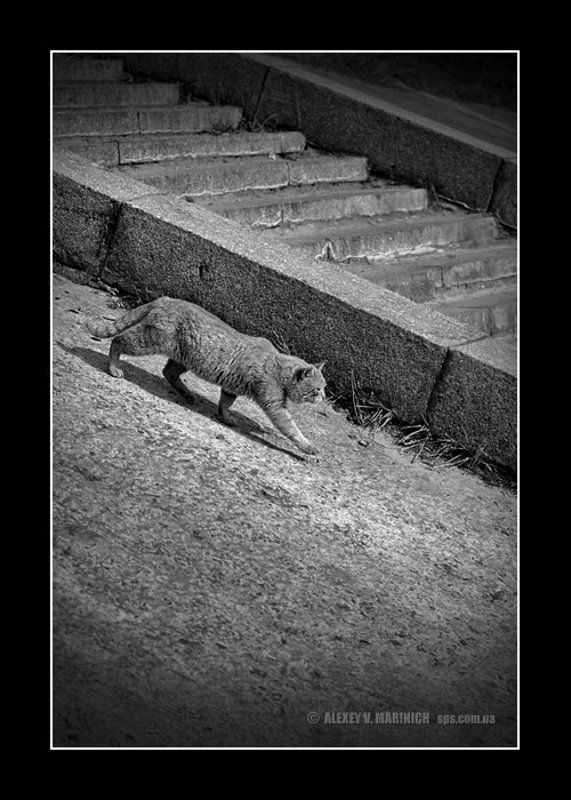 кот, чб, ч/б, дорога, киев, лето Кот, который гулял сам по себе фото превью