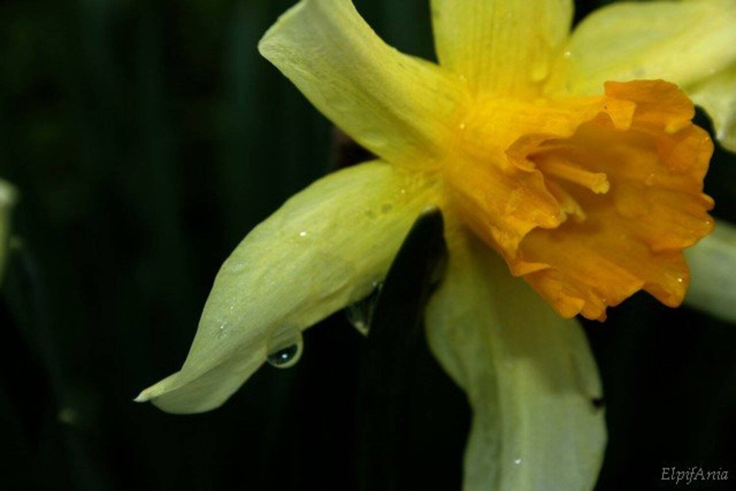 нарцисс, цветы, макро, Елпифания
