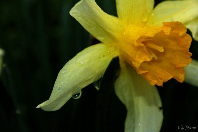 нарцисс, цветы, макро Нарцисс фото превью