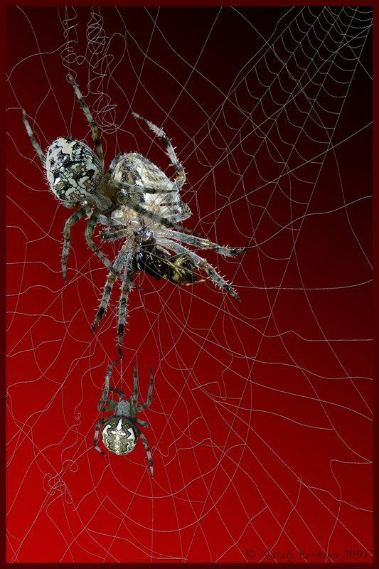 фотоарт,паук,пауки,коллаж C\'est la vie фото превью