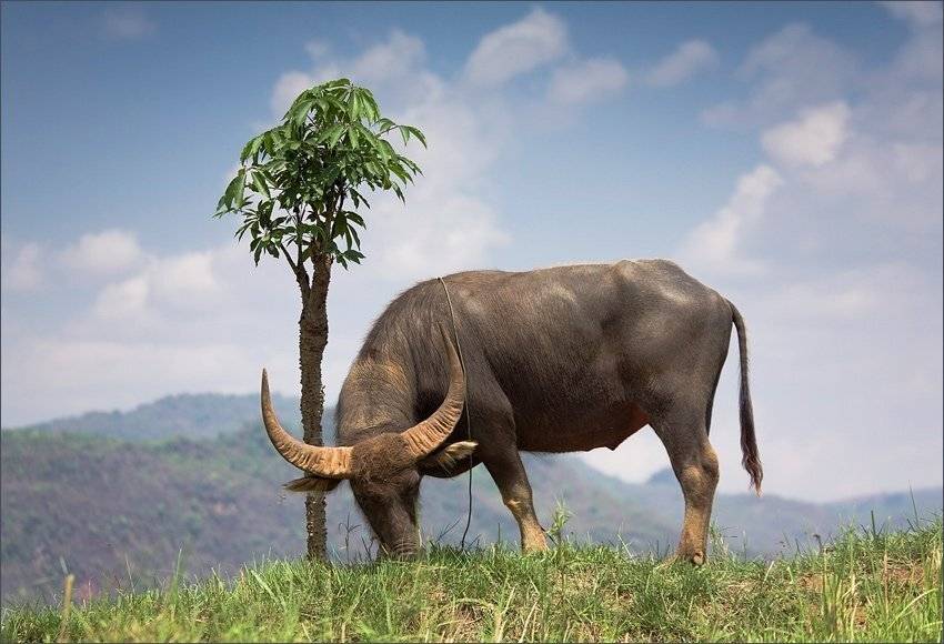 буйвол и дерево, makedonskaja