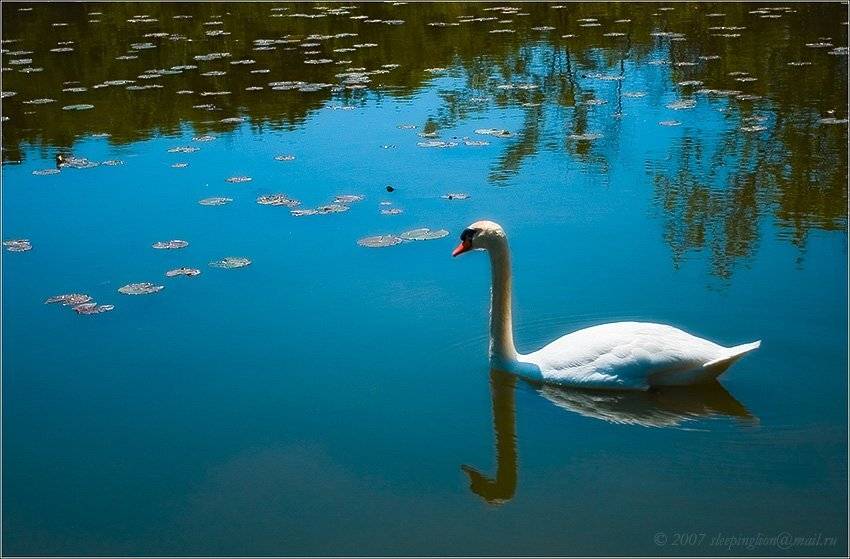 агрессивный лебедь, Pilgrim