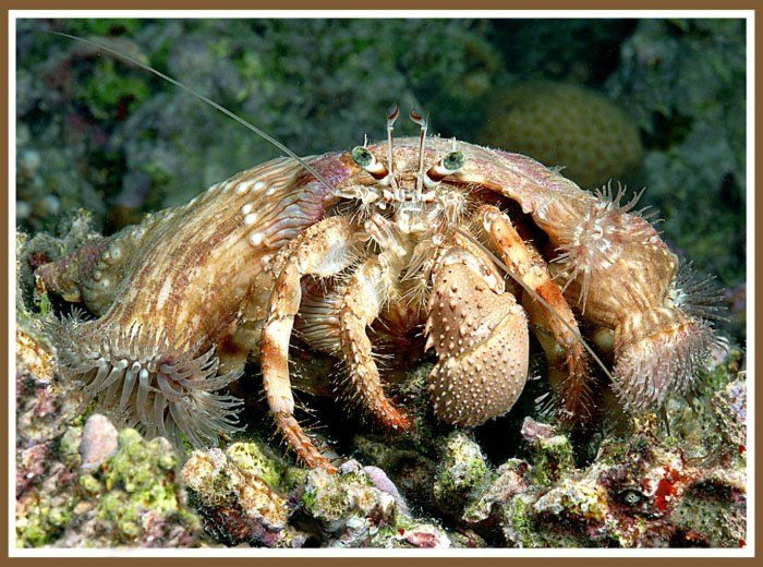 , Медведева Елена