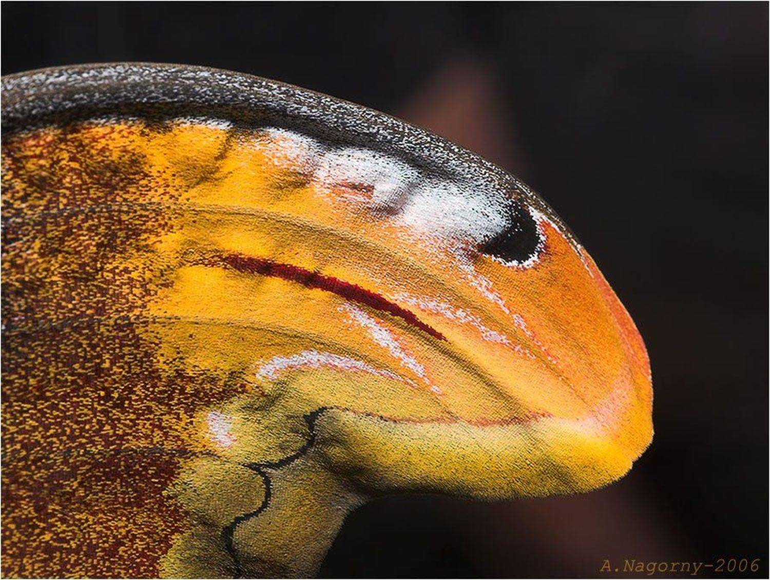 макро, фото, князь, тьмы, бабочка, атлас, attacus, atlas, павлиноглазка, saturniidae, ФотоМаньяк