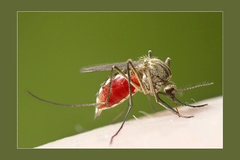 Предсмертная порция Жизни... фото превью