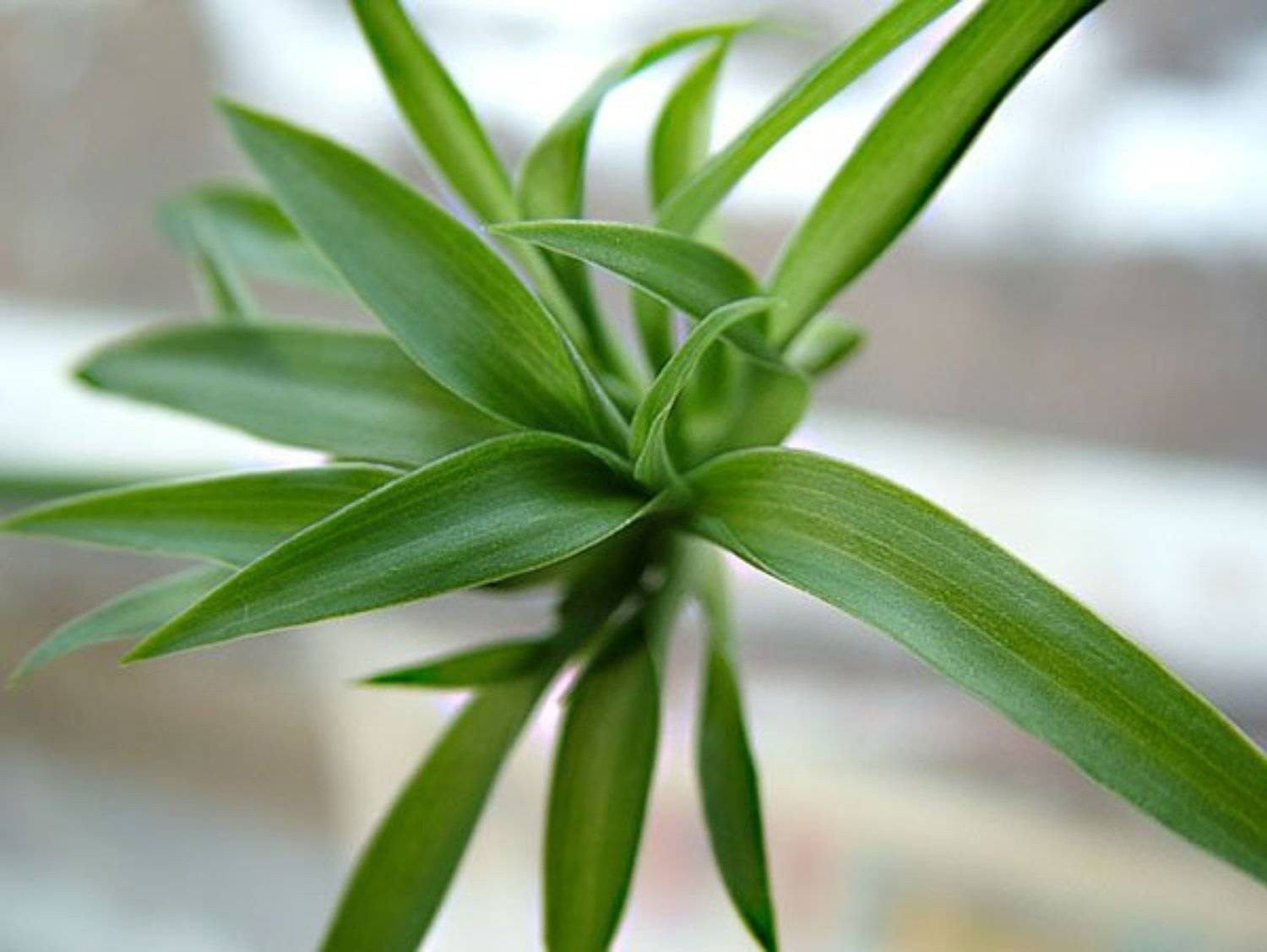 , Леонид Журавлев