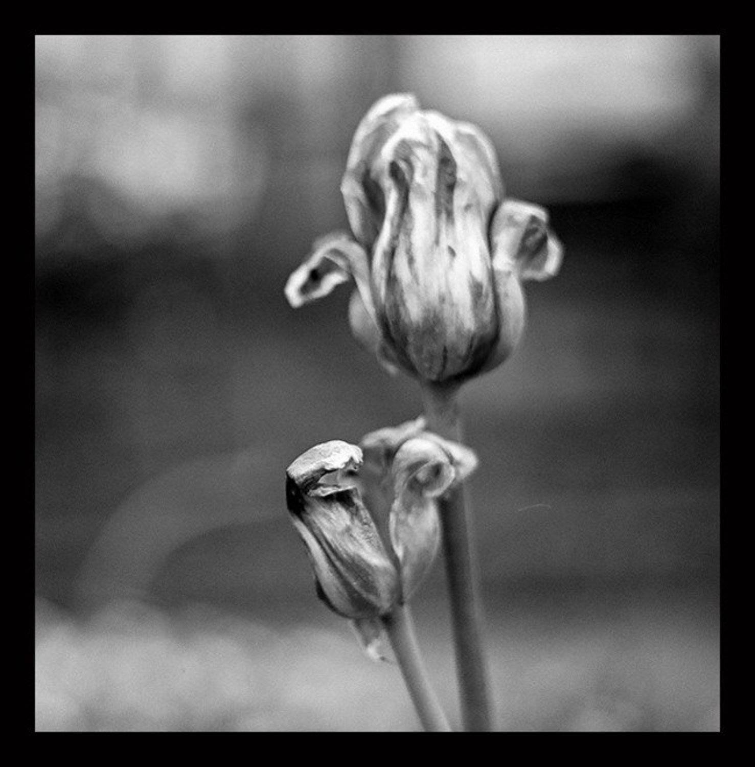 ч/б, пленка, ju4a