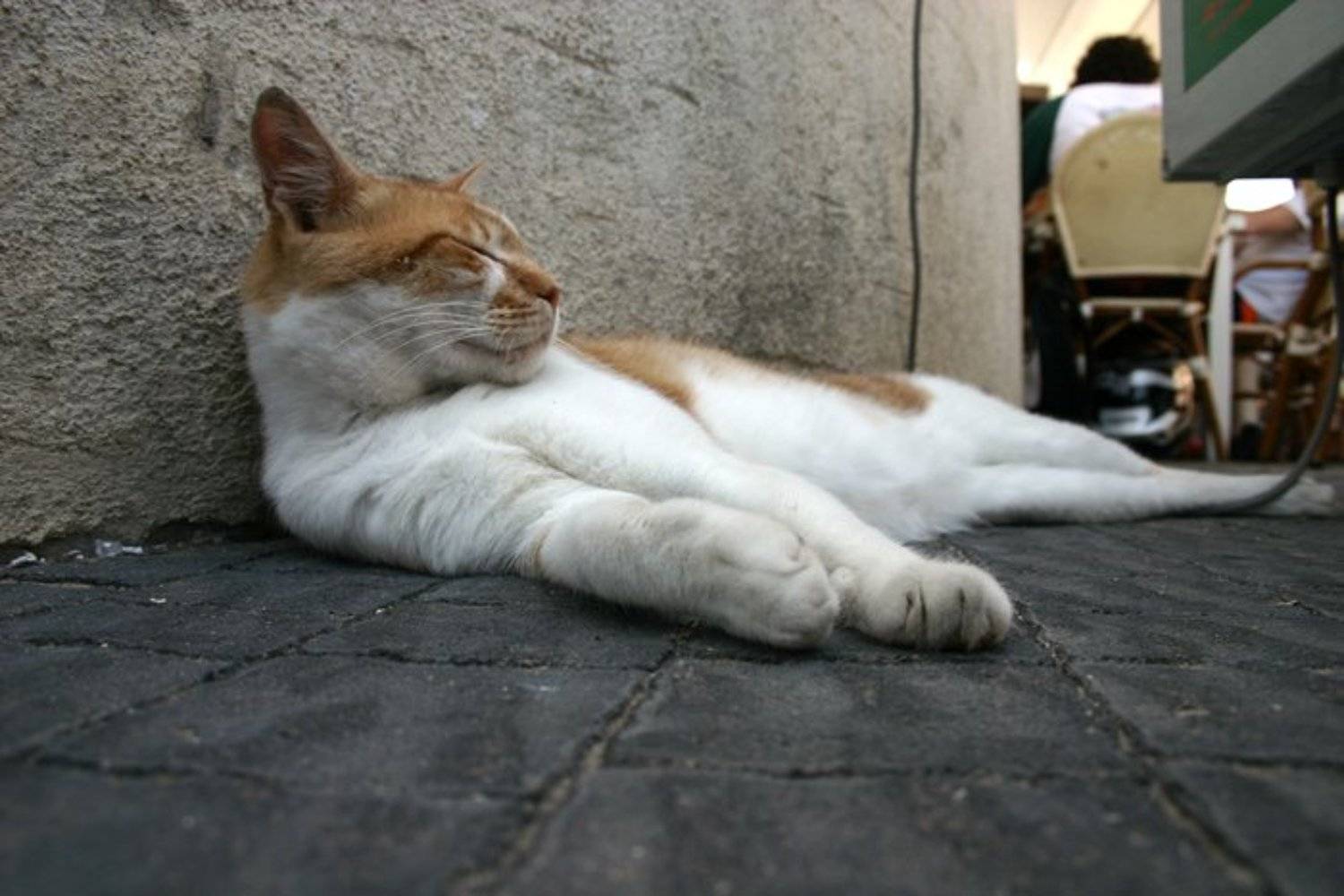 igalsc, genre, IgalSc