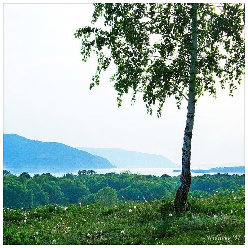 про Волгу, березу и одуванчики... фото превью