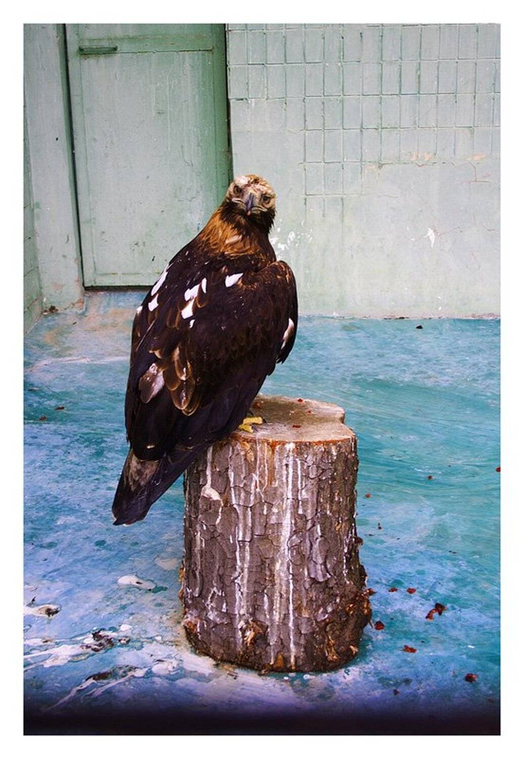 киев,зоопарк,орел, Rautan